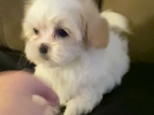 Havanese – Toy HavaMalt – Wesley Chapel