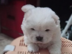 Chow Chow – pure breed chow chow 35days pup – Bengaluru