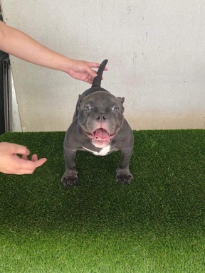 Exotic Bully Male