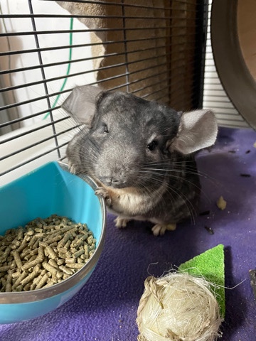 2.5yr old Male chinchilla- standard gray
