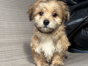 Maltipoo – maltipoo Brownie – Philadelphia