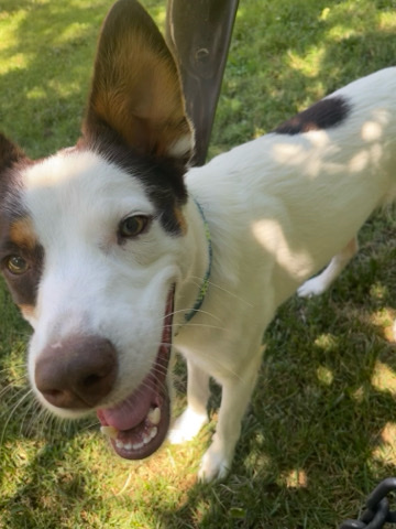 Border Collie – Cody needs space to play!