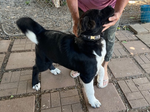 Akita – puppy for sell