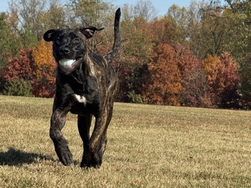 Cane Corso – Cane Corso $300(negotiable) located in Maryland – Odenton