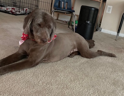 Labrador Retriever β 1st Generation In-tact Labradoodle