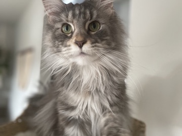 Maine Coon – mainecoon female – Yelm