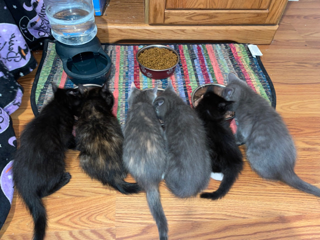 8 Week old Kittens needing a new home!🤍