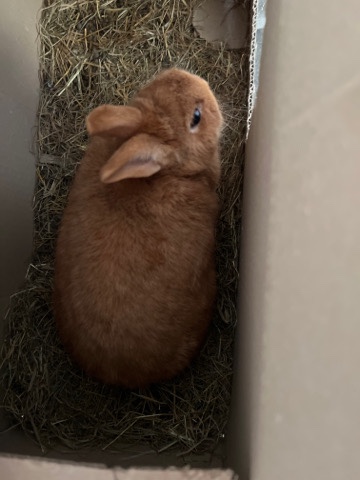Dutch – rabbit