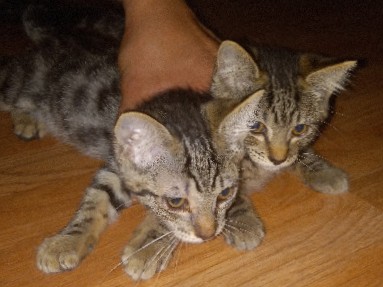 free kittens