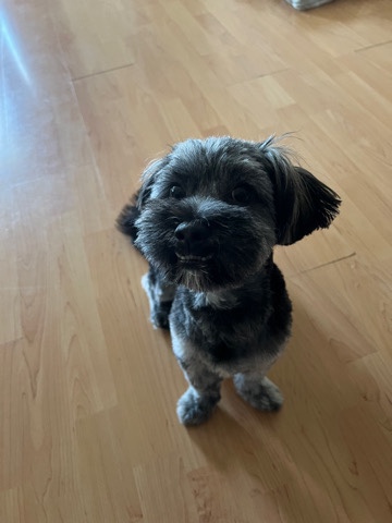 Shih Tzu – Shih-tzu x Pomeranian mix looking for new home ASAP