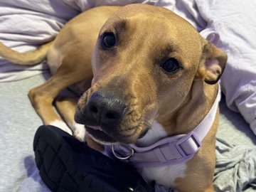 Mixed Breed – Mixed breed very loving dog – Austin