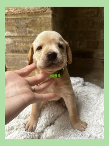 Labrador Retriever – Akc labrador retrievers