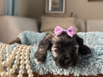 Miniature Schnauzer – blue eyes mini-Schnauzers – Deltona
