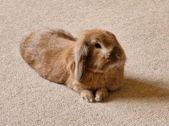 Male Rabbit looking for loving home – West Sussex