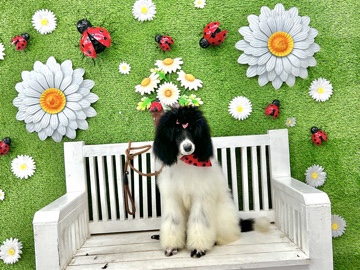 Poodle – Standard poodle puppies! – San Antonio