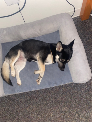 German Shepherd – German Shepard/Corgi