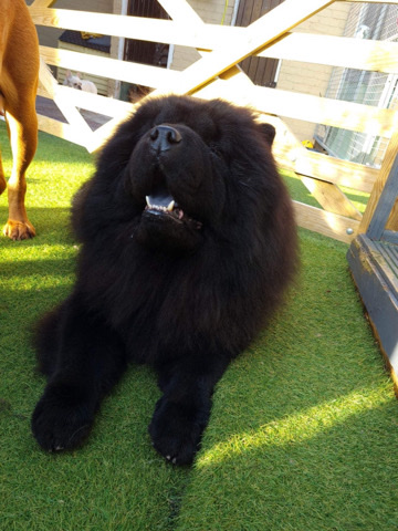 Pure Breed Black Chow Chow