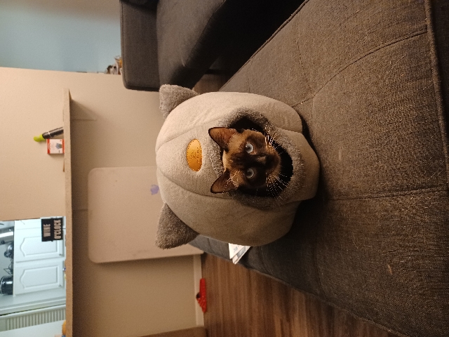 Siamese – siamees cat