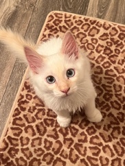 Ragdoll – Flame Point Kitten