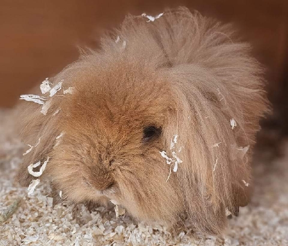 Lionhead – 5 beautiful baby rabbits