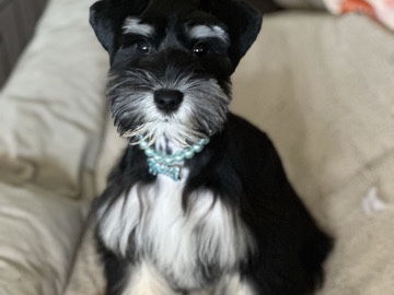 Miniature Schnauzer - miniature Schnauzer available for adoption in Dallas