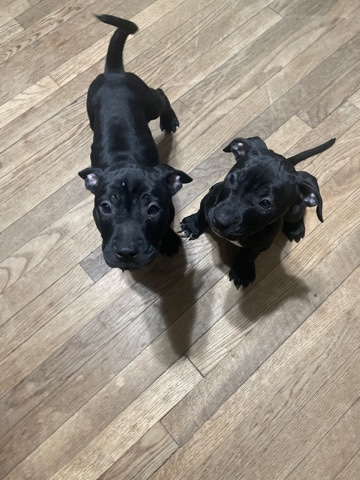 pit puppies