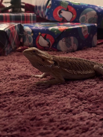 Bearded Dragon