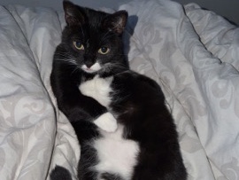 European Shorthair – Schwarz Weiße Hauskatze – Rendsburg