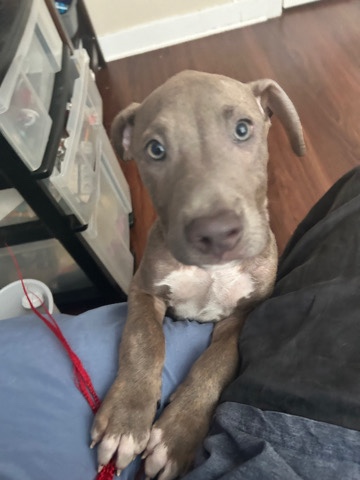 American Pit Bull Terrier – pure bred pitbull