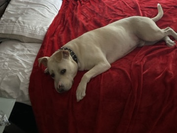 American Staffordshire Terrier – Clean 5 Year Old Looking For A Home, Mature. – Bowie