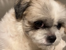 Shih Tzu – Shih Tzu