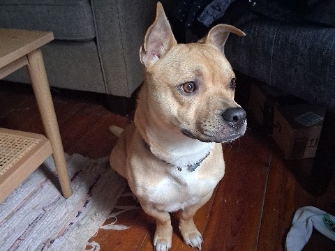 American Pit Bull Terrier – sweet dog in need of new home – Asheboro