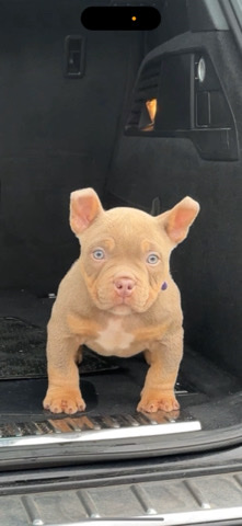 American Bulldog – 9 week old micro bully’s