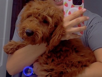 Goldendoodle – goldendoodle – Fontana