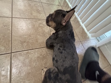 French Bulldog – bluey – Davis