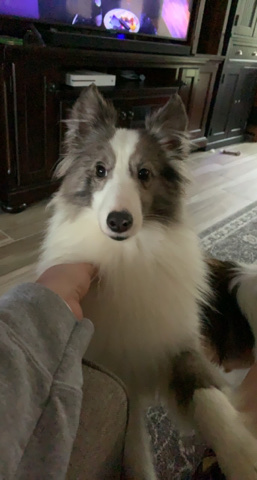 Shetland Sheepdog – For sale OBO