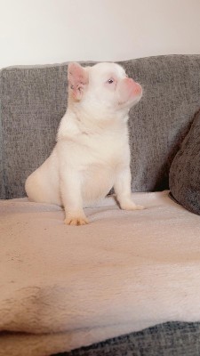 Others - Frug  boy and girl available for adoption in London