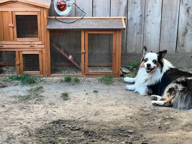 Australian Shepherd – Australian Shepard needs a new home