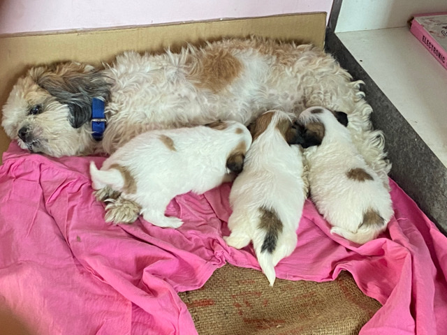 Lhasa Apso – New born kings and queens