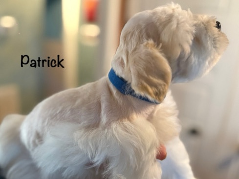 Miniature Schnauzer – Patrick – Byron
