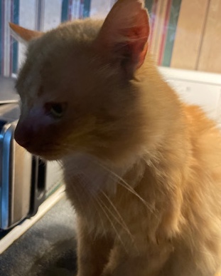 fluffy the cat