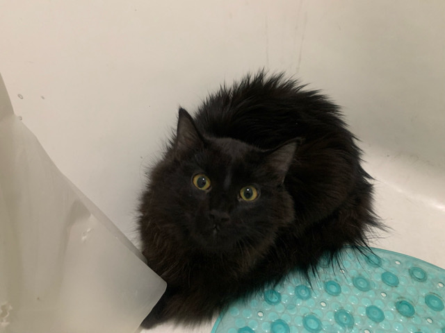 Longhair Black Kitty