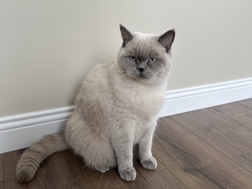 British Shorthair – British Shorthair Blue Point – 10 Aylık, Sağlıklı ve Uysal – Maltepe