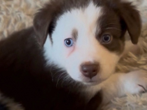 Image of Australian Shepherd