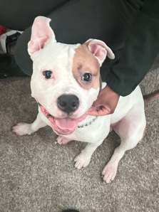 American Pit Bull Terrier – 1yr American bully/pit