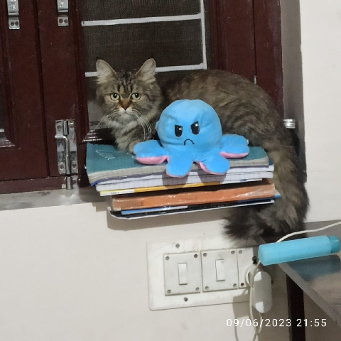 Persian (Traditional) – Persian cat