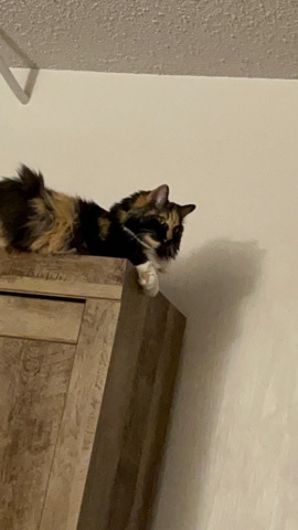 Calico needs new home