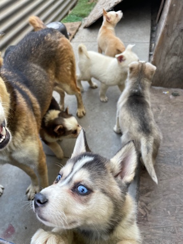 Siberian Husky – 6 husky’s
