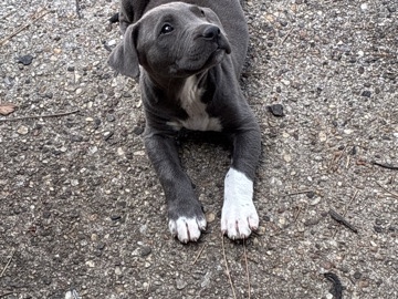 American Pit Bull Terrier – Friendly 2-Year-Old American Pit Bull Terrier in Columbus – Columbus