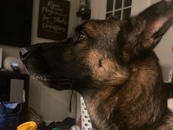 German Shepherd – German shepard named major – Chester